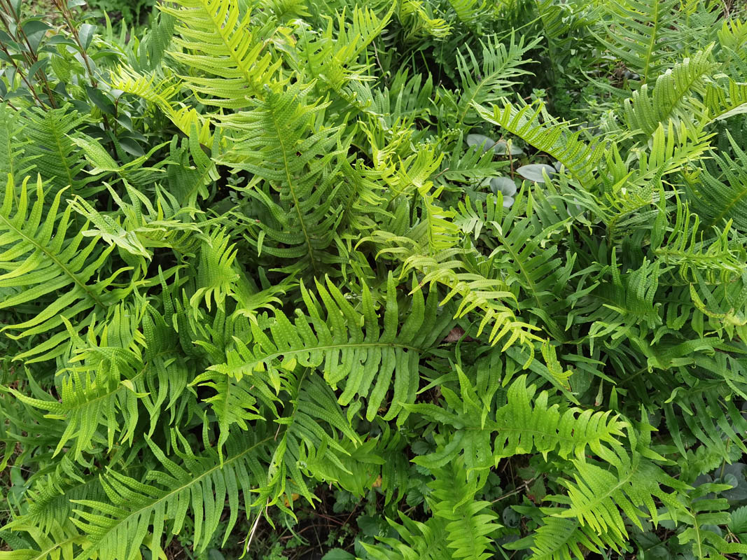 Polypodium vulgare en sous-bois, montrant ses frondes luisantes et sores sur les pinnules